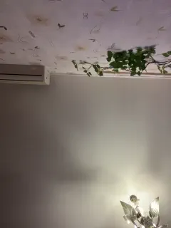 bellaandalice