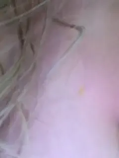 ellidi