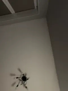 marsandvenera