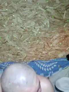 parochka1