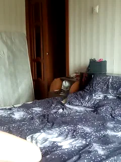 totodasha