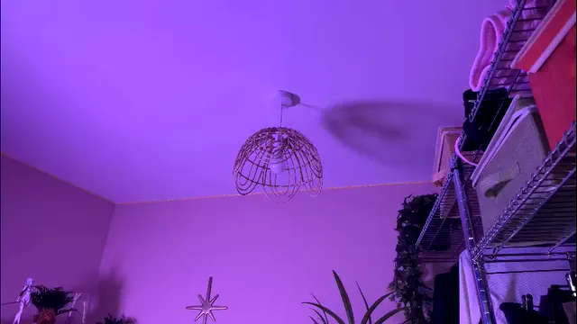 vixenp