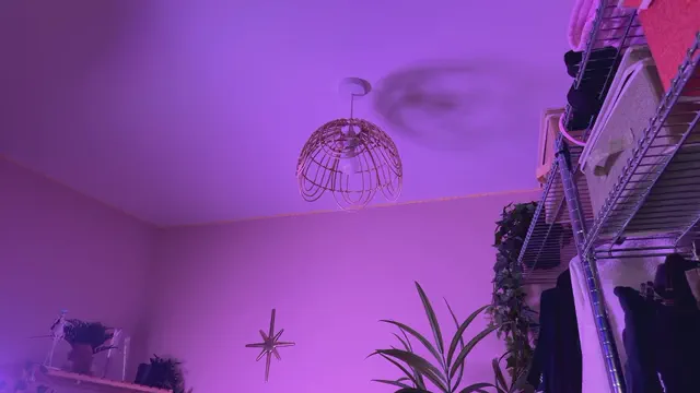 _vixenp