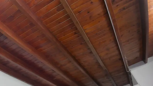 kaleb_violeta_1