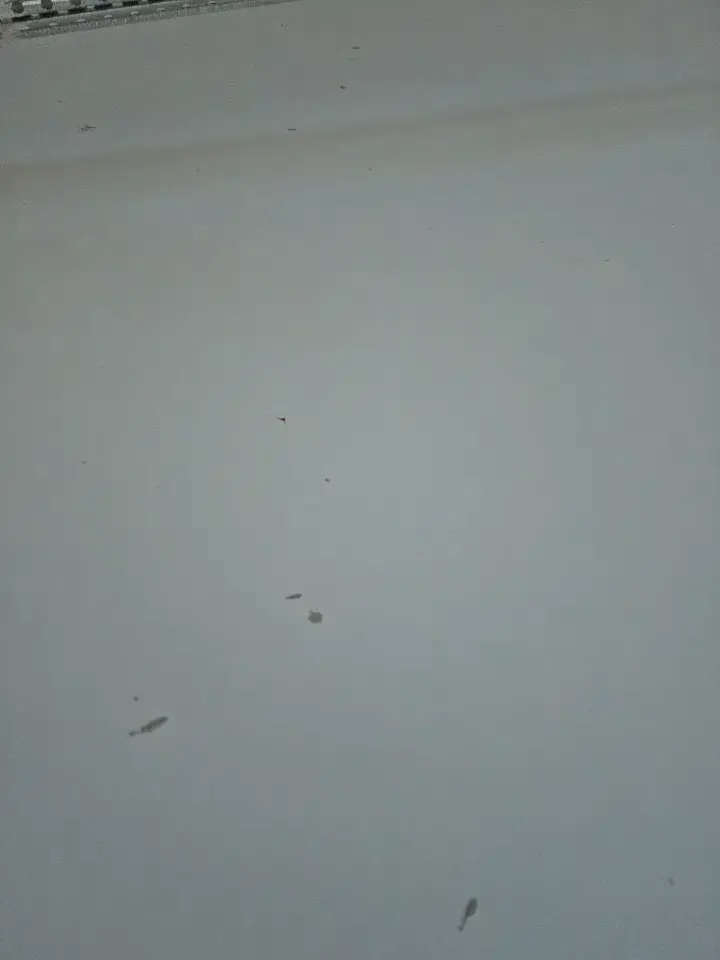 seloloko20